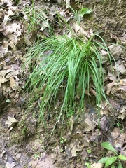 Carex communis