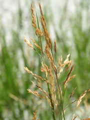 Agrostis agrostiflora