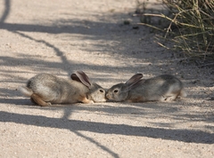 Sylvilagus audubonii