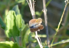 Brephidium exilis