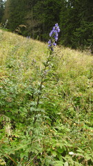 Aconitum firmum