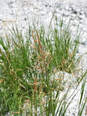 Agrostis agrostiflora