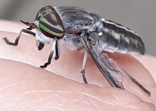 Tabanus similis