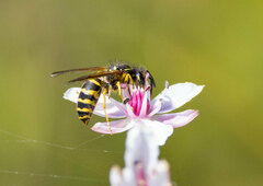 Vespula maculifrons