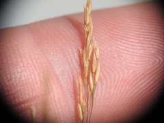 Agrostis agrostiflora