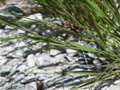 Agrostis agrostiflora