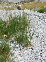 Agrostis agrostiflora