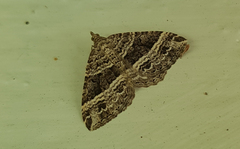 Chrysolarentia subrectaria