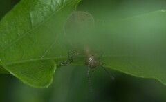 Cerogria quadrimaculata