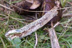 Leccinum duriusculum