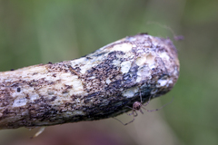 Leccinum duriusculum