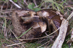 Leccinum duriusculum