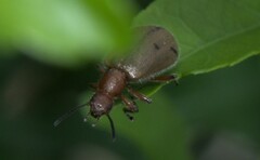 Cerogria quadrimaculata