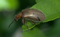 Cerogria quadrimaculata