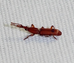 Trachelizini