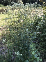 Eupatorium pilosum