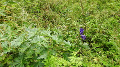 Aconitum firmum