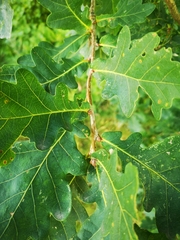 Andricus foecundatrix