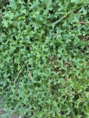 Selaginella sinensis