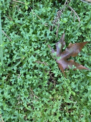 Selaginella sinensis
