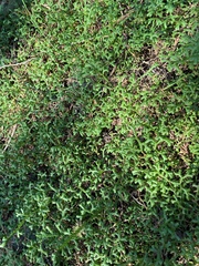 Selaginella sinensis