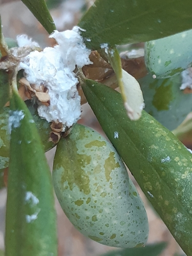 Prociphilus oleae