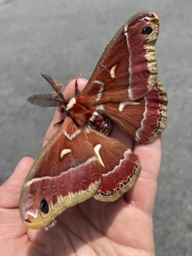 Ceanothus Silk Moth photo 3
