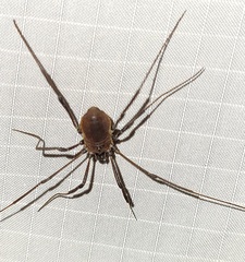 Hadrobunus maculosus