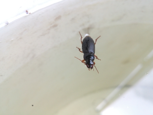 behúnik plstnatý (Harpalus rufipes)