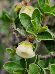 Diospyros ramulosa