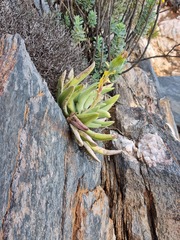 Kleinia cephalophora