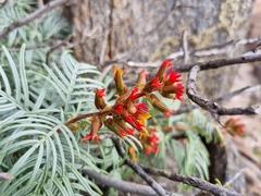 Melianthus pectinatus