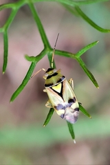 Orthops kalmii