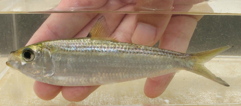 White Sardinella
