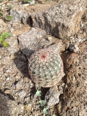 Echinocereus pectinatus