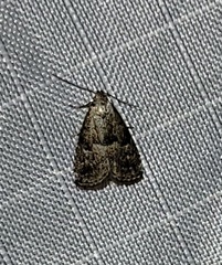 Hypenodes franclemonti