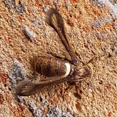 Microsphecia brosiformis