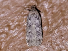 Anacampsis innocuella
