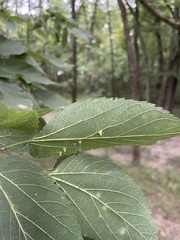 Celticecis spiniformis