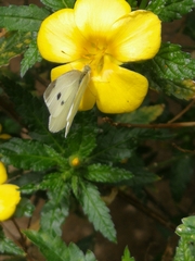 Pieris rapae