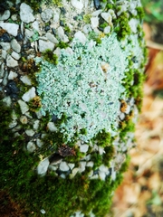 Protoparmeliopsis muralis