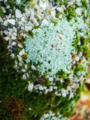Protoparmeliopsis muralis