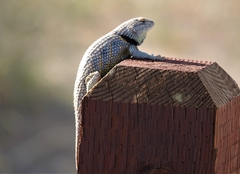 Sceloporus uniformis
