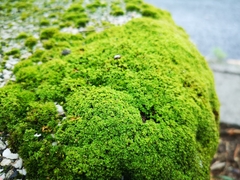 Tortula muralis