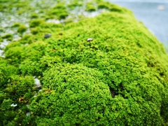 Tortula muralis