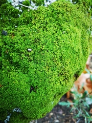 Tortula muralis