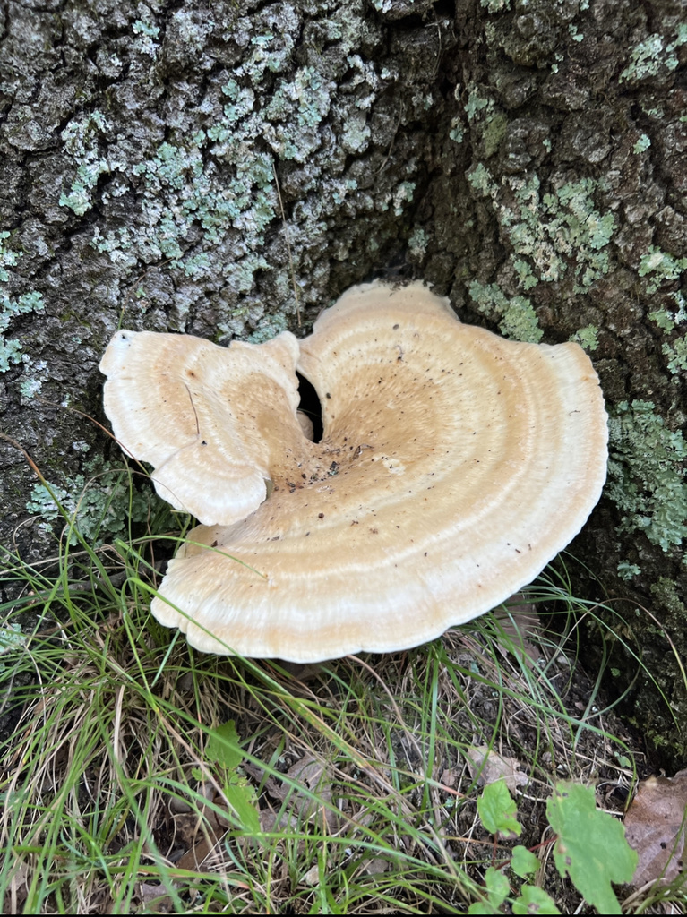 Berkeley's Polypore from Albert Johnson Rd, Nashville, IN, US on August ...