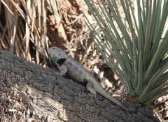 Sceloporus uniformis