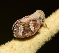 Tingissus tangirus