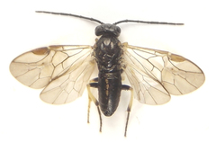 Pristiphora laricis